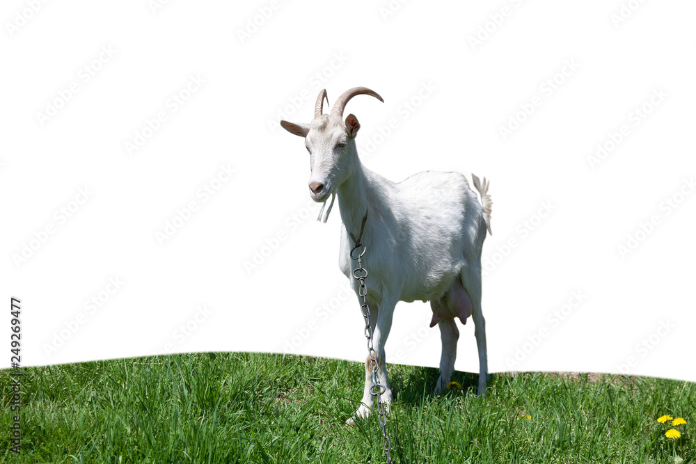 Fototapeta premium Goat standing up isolated on a white background