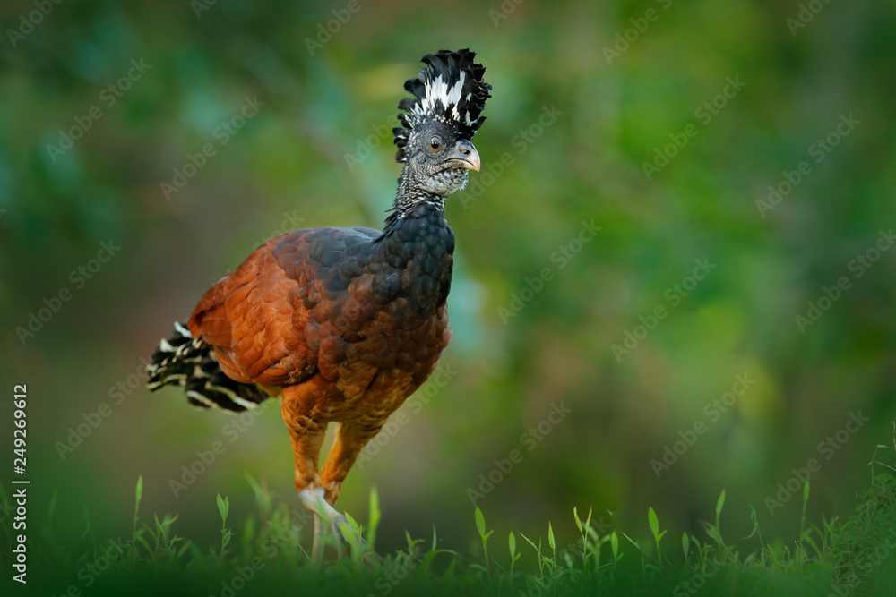 Fototapeta premium Great Curassow, Crax rubra, big black bird with yellow bill in the nature habitat, Costa Rica. Wildlife scene from tropic forest. Brown bird in green grass, tropic nature. Jungle bird.