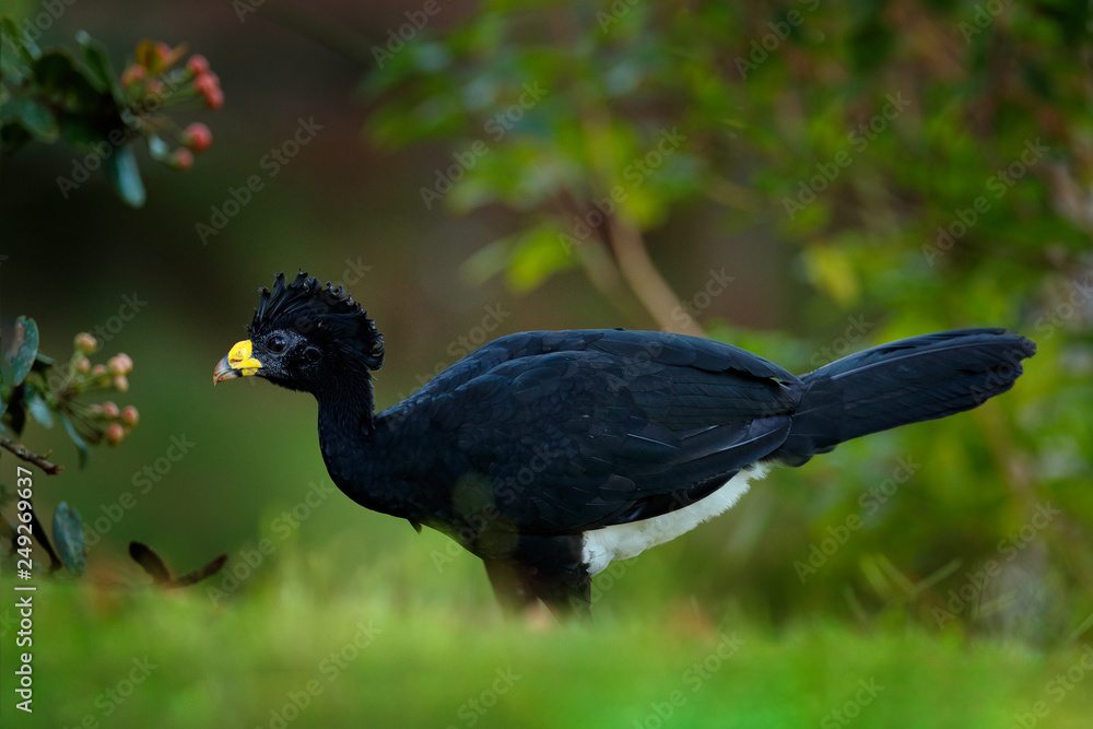 Naklejka premium Great Curassow, Crax rubra, big black bird with yellow bill in the nature habitat, Costa Rica. Wildlife scene from tropic forest. Brown bird in green grass, tropic nature. Jungle bird.