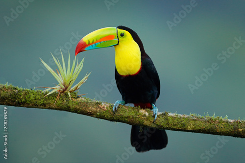 Wildlife from Yucatán, Mexico, tropical bird. Toucan sitting on the branch in the forest, green vegetation. Nature travel holiday in central America. Keel-billed Toucan, Ramphastos sulfuratus.