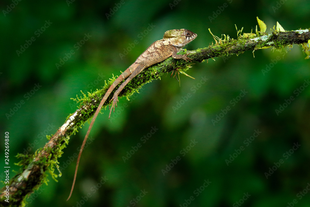 Helmeted basilisk iguana, Corytophanes cristatus, sitting on the tree branch. Lizard in the nature habitat, green forest vegetation. Beautiful reptile with long tail and crest. Helmeted basilisk iguana, Corytophanes cristatus, sitting on the tree branch. Lizard in the nature habitat, green forest vegetation. Beautiful reptile with long tail and crest.