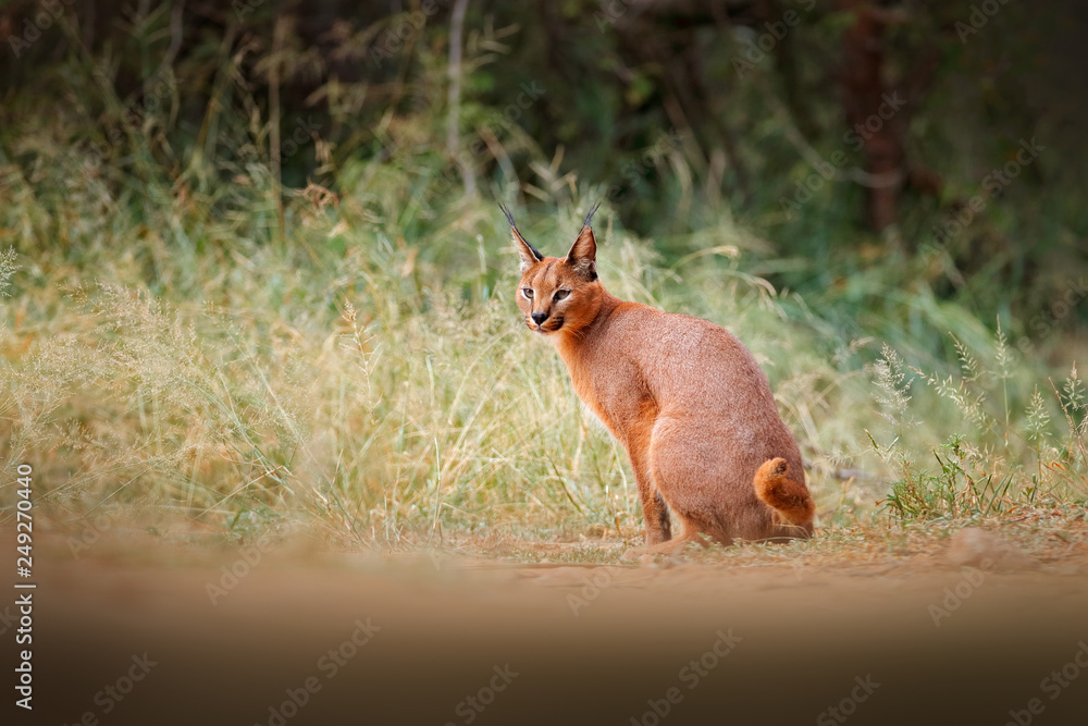 Caracal, African lynx, in green grass vegetation. Beautiful wild cat in  nature habitat, Botswana, South Africa. Animal face to face walking on  gravel road, Felis caracal. Wildlife scene from nature. Stock Photo |