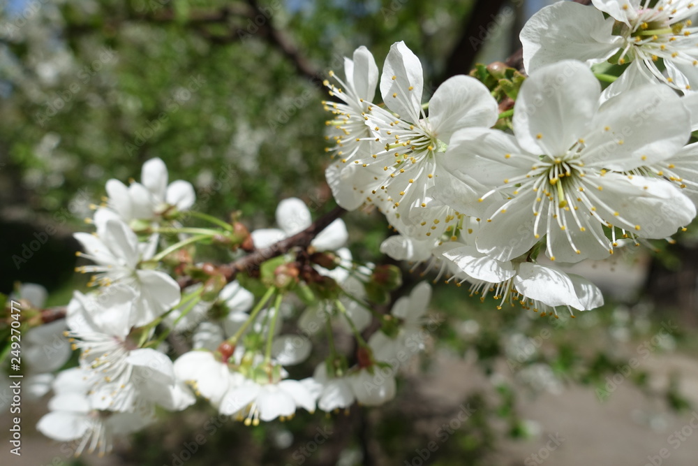 Close view of white cherry blossom in April
