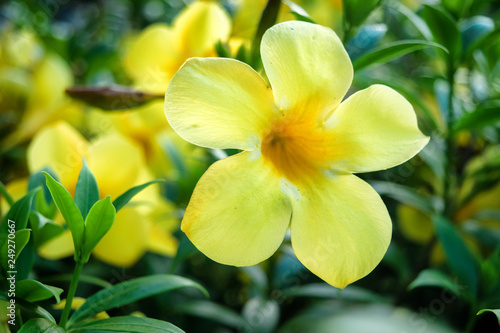 yellow flower