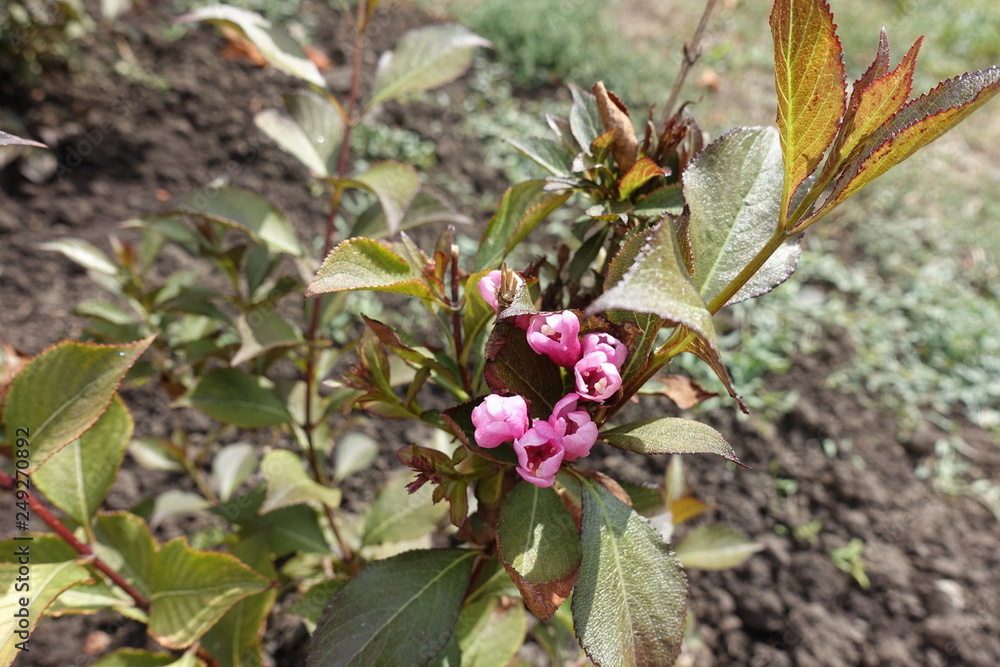 Obraz premium Half opened pink flowers of weigela bush