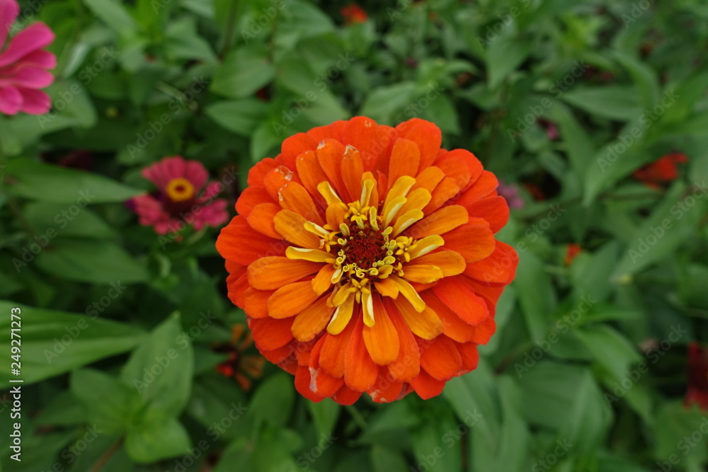 Double flower head of orange zinnia elegans Double flower head of orange zinnia elegans