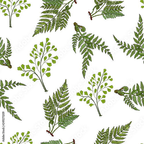 Seamless pattern with different fern plants