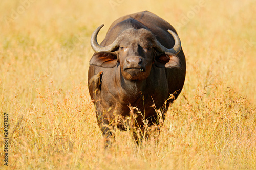 Fototapeta Naklejka Na Ścianę i Meble -  African Buffalo, Cyncerus cafer, standing on the river bank with green grass, Moremi, Okavango delta, Botswana. Wildlife scene from Africa nature. Big animal in the habitat.