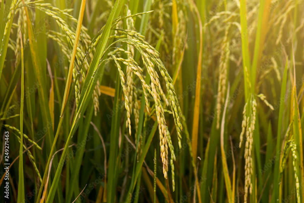 yellow rice plant in rice field. yellow rice plant in rice field.