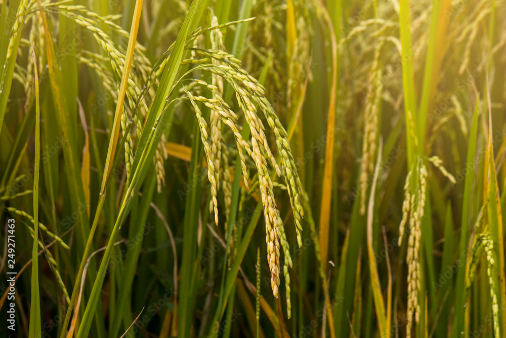 yellow rice plant in rice field.