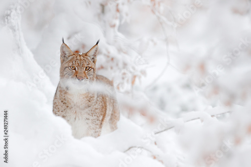 Eurasian Lynx walking, wild cat in the forest with snow. Wildlife scene from winter nature. Cute big cat in habitat, cold condition. Snowy forest with beautiful animal wild lynx, Germany.