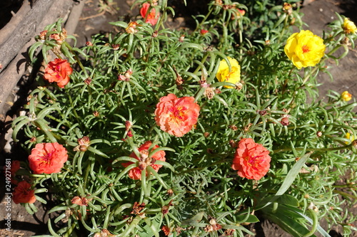 Colorful double flowers of Portulaca grandiflora in August