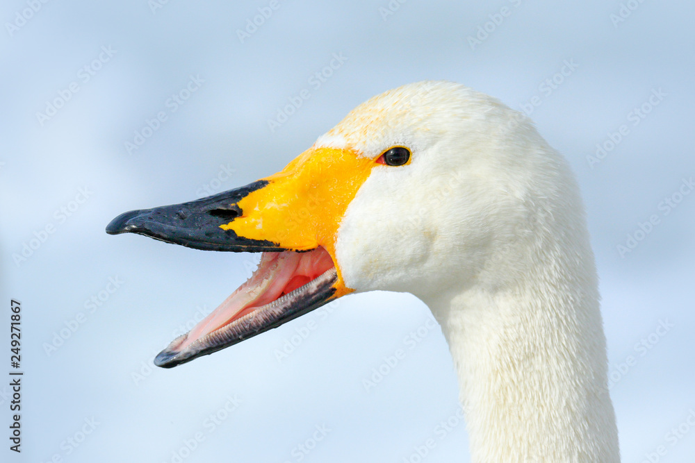 Obraz premium Whooper Swan, Cygnus cygnus, detail bill portrait of bird with black and yellow beak, Hokkaido, Japan.