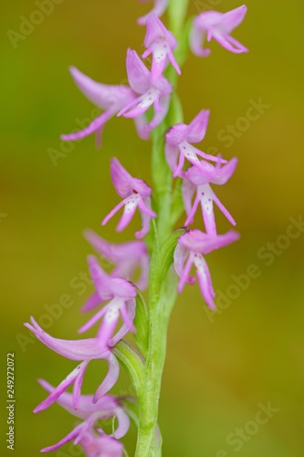 Neottianthe Cucullata, Hoodshaped Orchid, pink flower in nature forest habitat. Flowering European terrestrial wild orchid in nature habitat Bloom in the dark wood. Augustów, Poland photo