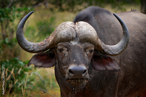 Detail of bull horny head in savannah, Kruger National Park, South Africa. Wildlife scene from African nature. Brown fur of big buffalo. Horn on the big bull head. Close-up portrait.