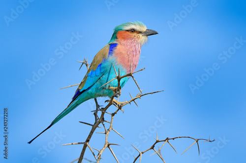 Beautiful African bird, close-up portrait. Detail portrait of beautiful bird. Lilac-breasted roller, Coracias caudatus, head with blue sky. Pink and blue animal from nature on spiny thorny branch.