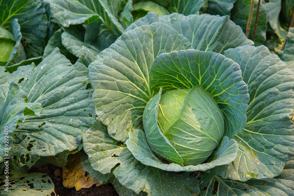 cabbage in the garden cabbage in the garden