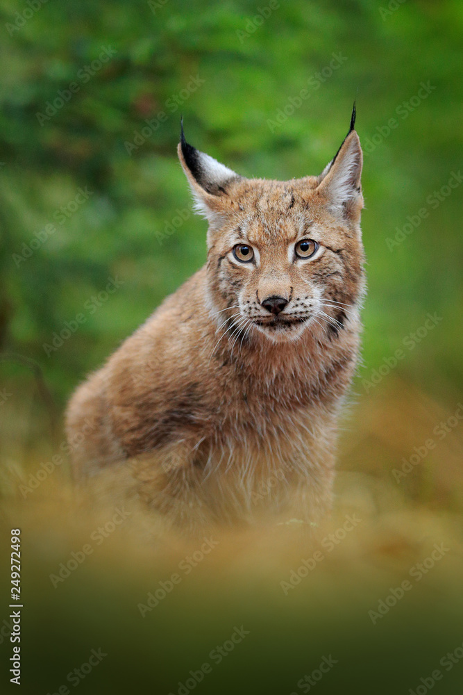 Naklejka premium Eurasian lynx walking. Wild cat from Germany. Bobcat among the trees. Hunting carnivore in autumn grass. Lynx in green forest. Wildlife scene from nature, Czech, Europe.