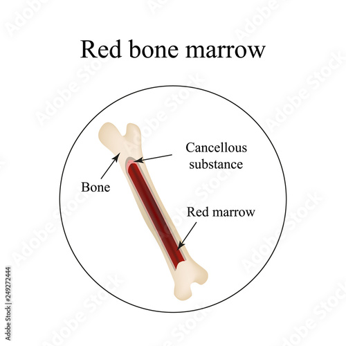 The structure of the bone marrow. Infographics. Vector illustration photo