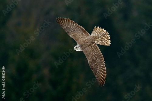 Gyrfalcon, Falco rusticolus, bird of prey fly. Flying rare bird with white head. Forest in cold winter, animal in nature habitat, Russia. Wildlife scene form nature. Falcon above the trees. photo