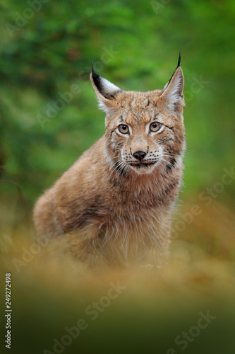 Eurasian lynx walking. Wild cat from Germany. Bobcat among the trees. Hunting carnivore in autumn grass. Lynx in green forest. Wildlife scene from nature, Czech, Europe.