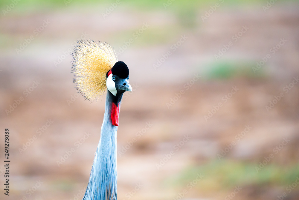 Fototapeta premium Colorful bird in the savannah of Kenya