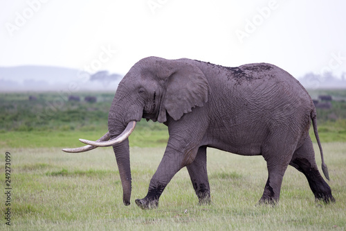 An elephant in the savannh of a national park © 25ehaag6