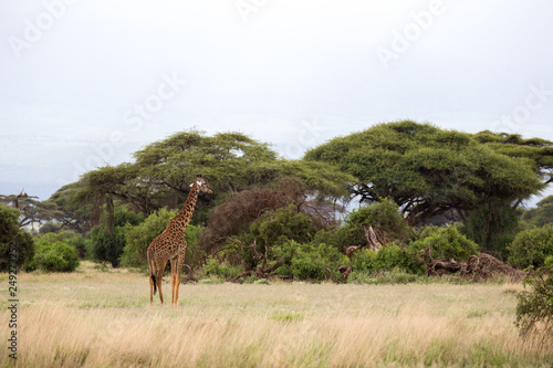 A giraffe is walking in the savannah between the plants