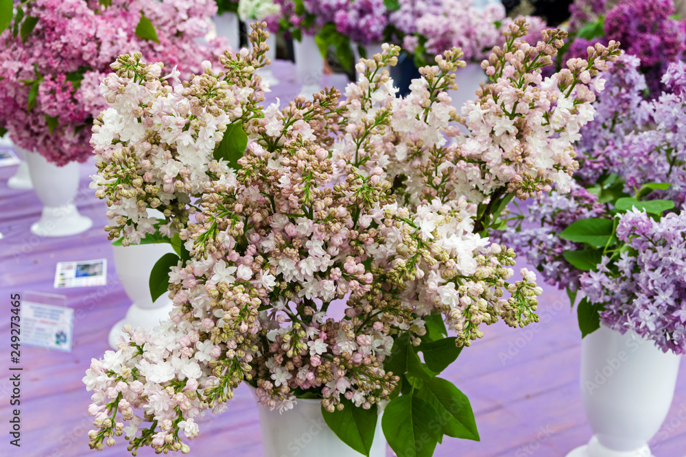 Beautiful bouquet of lilac Beautiful bouquet of lilac