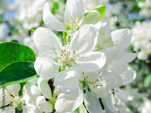 Blooming Apple tree in the spring garden. Beautiful apple blossom.Close up of tree blossom in april.Spring blossom background. Beautiful nature scene with blooming tree. Easter Sunny day.Top view. © Anastasia Sokolova