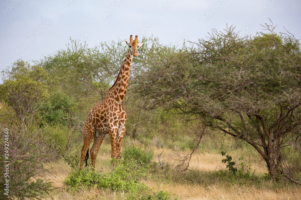 One giraffe is standing between the bush in the savannah One giraffe is standing between the bush in the savannah