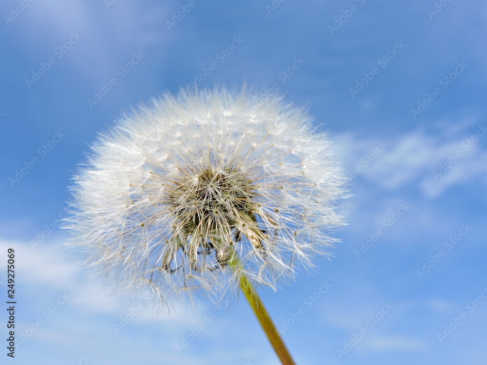 Close up of Dandelion flowers, copy space. Dandelion on blue sky background. Yellow cosmos blooming on sunny day with blue sky background. Dandelion with seeds blowing away in the wind. spring flower. Close up of Dandelion flowers, copy space. Dandelion on blue sky background. Yellow cosmos blooming on sunny day with blue sky background. Dandelion with seeds blowing away in the wind. spring flower.