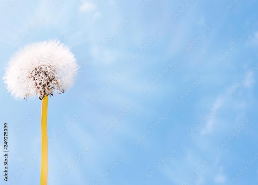 Fototapeta premium Close up of Dandelion flowers, copy space. Dandelion on blue sky background. Yellow cosmos blooming on sunny day with blue sky background. Dandelion with seeds blowing away in the wind. spring flower.