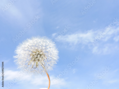 Close up of Dandelion flowers  copy space. Dandelion on blue sky background. Yellow cosmos blooming on sunny day with blue sky background. Dandelion with seeds blowing away in the wind. spring flower.