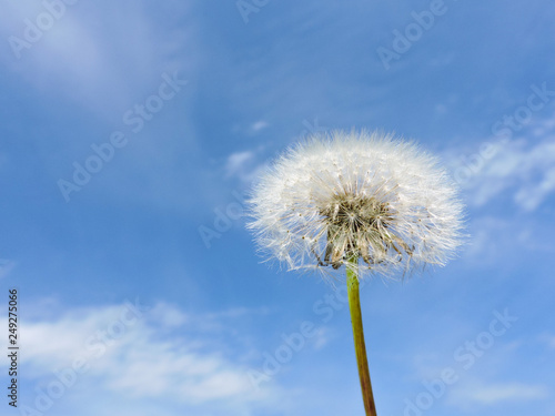 Close up of Dandelion flowers  copy space. Dandelion on blue sky background. Yellow cosmos blooming on sunny day with blue sky background. Dandelion with seeds blowing away in the wind. spring flower.