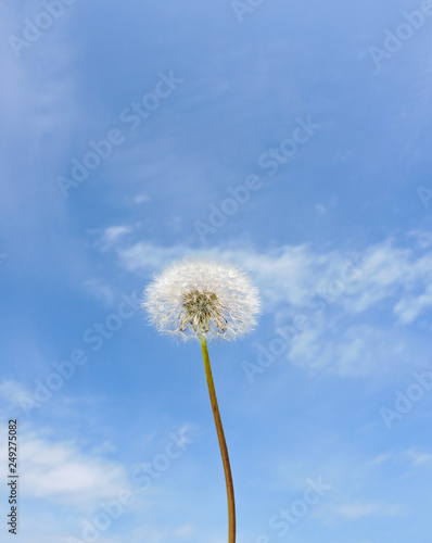 Close up of Dandelion flowers  copy space. Dandelion on blue sky background. Yellow cosmos blooming on sunny day with blue sky background. Dandelion with seeds blowing away in the wind. spring flower.