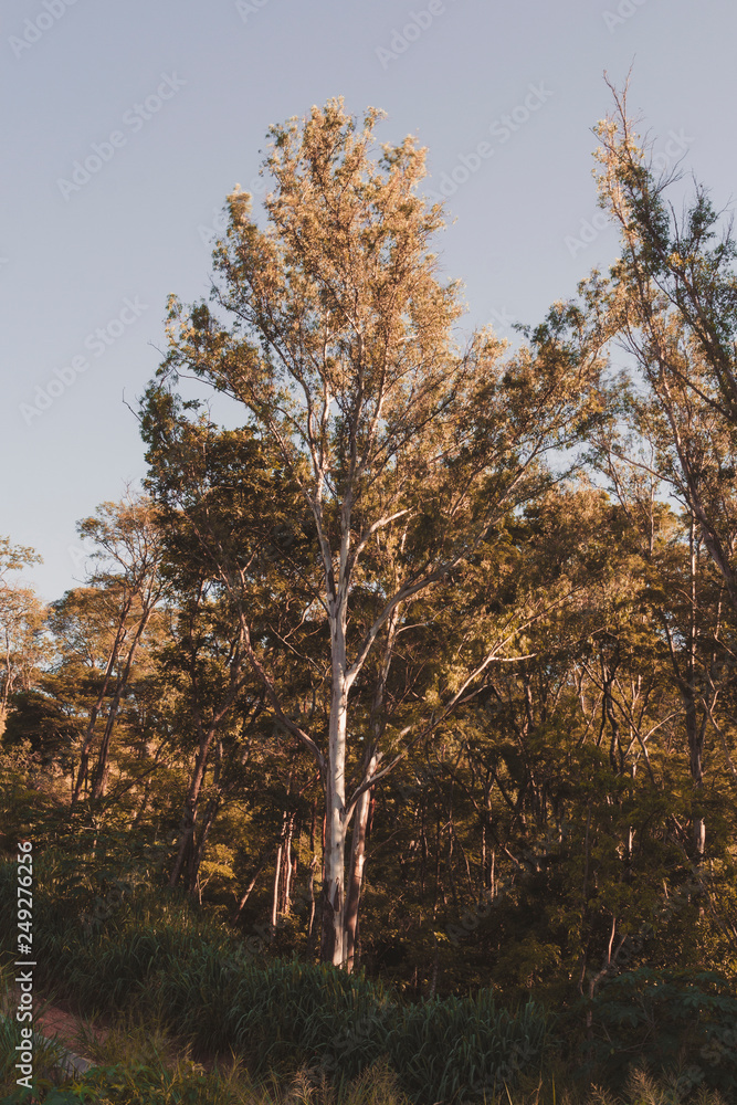 Naklejka premium Tree