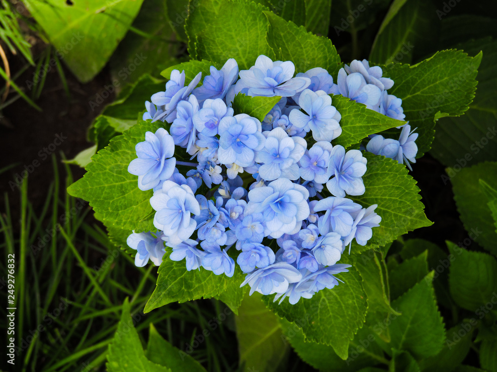 Plumbago auriculata.Field of Cape leadwort. View of flower in the garden.Closeup cape leadwort flower with bokeh of green leaves.Fresh spring garden blue flowers with copy space.
