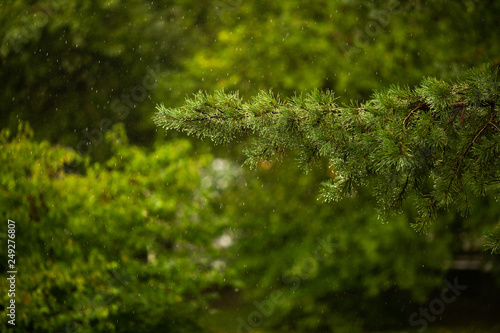 Branch of green pinetree under the summer rain