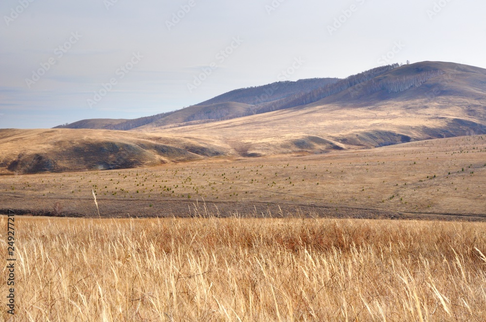 Autumn landscape with gentle hills covered with yellow autumn grass with deep shadows in the bright backlight during dawn in Khakassia, Russia