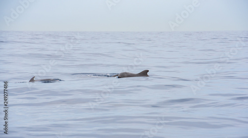 dolphin on the water © Urmas