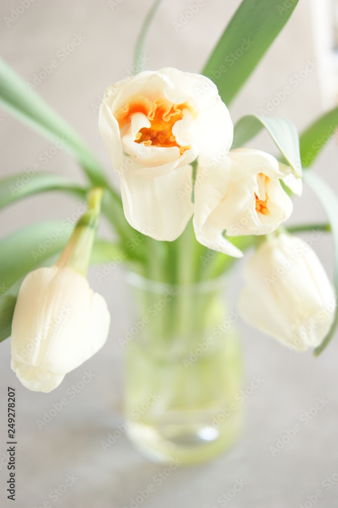 Bouquet of spring daffodils in a glass vase on a gray background. Closed flower buds Bouquet of spring daffodils in a glass vase on a gray background. Closed flower buds