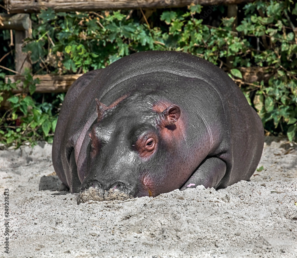 Young hippopotamus. Latin name - Hippopotamus amphibius Young hippopotamus. Latin name - Hippopotamus amphibius
