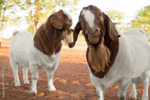 boer goats white and brown