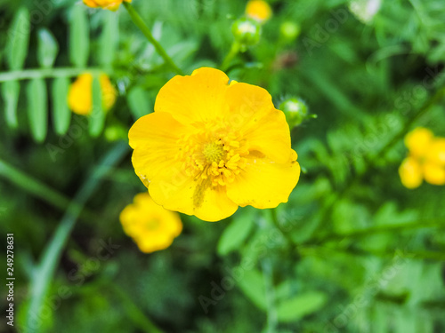 Bright and Beautiful Cosmos Flower.field of blooming yellow flowers. Closeup image of beautiful flowers wall background.Top view.Springtime concept.garden background with copy space.Floral arrangement