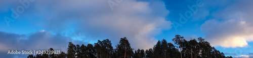 Forest. Panorama of the forest. Forest in the evening against the blue sky.