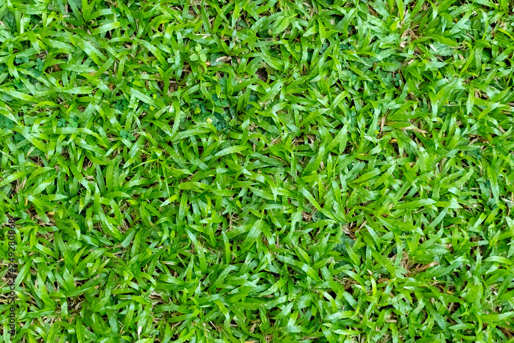 Green grass texture for background. Green lawn pattern and texture background. Close-up. Green grass texture for background. Green lawn pattern and texture background. Close-up.