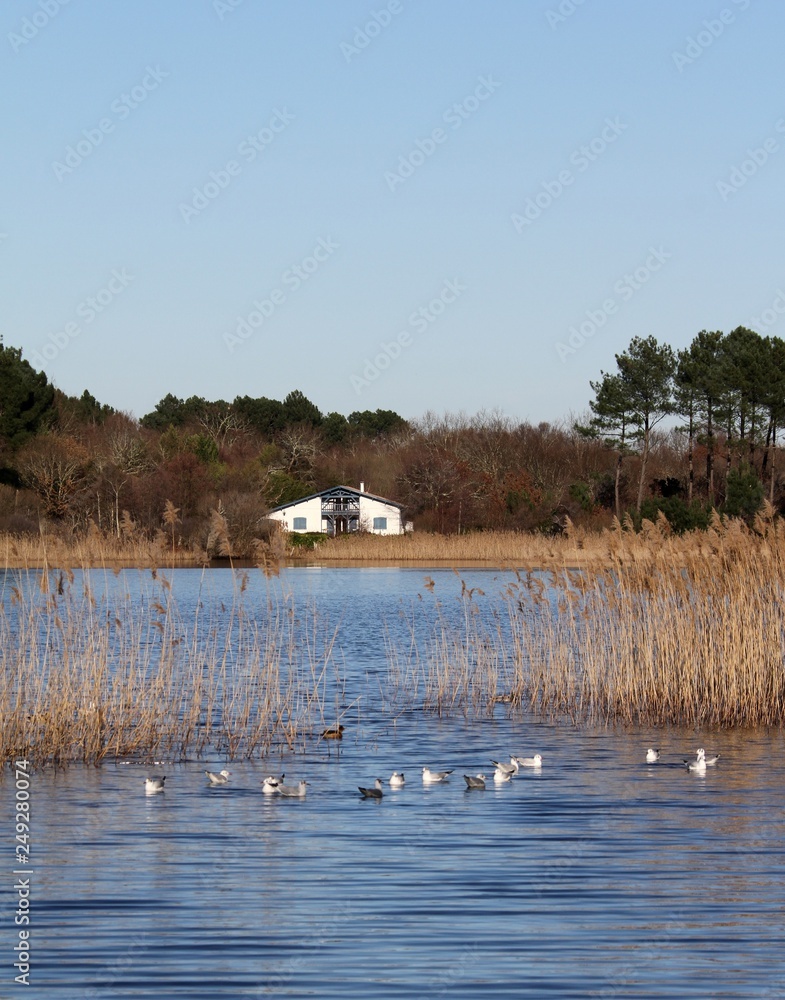 Naklejka premium maison landaise sur l'étang de Cazaux et Sanguinet