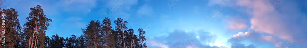 Forest. Panorama of the forest. Forest in the evening against the blue sky. Forest. Panorama of the forest. Forest in the evening against the blue sky.