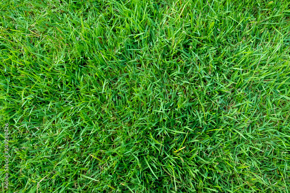 Green grass texture for background. Green lawn pattern and texture background. Close-up. Green grass texture for background. Green lawn pattern and texture background. Close-up.